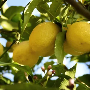  Bed and breakfast Il Giardino Di Gabri